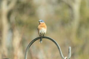 Questo bella Bluebird è venuto su per il pastori gancio per riposo. il poco aviaria sat su il metallo polo per un' morso. il suo arrugginito arancia pancia con un' bianca toppa sta su a partire dal il suo blu testa e buio occhi. foto