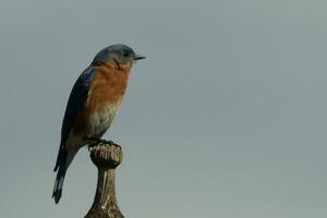 carino poco Bluebird è venuto su per visitare il di legno mangiatoia per uccelli. il suo arrugginito arancia pancia con un' bianca toppa sta su a partire dal il suo blu testa. il suo buio occhi Guarda attraverso il modo. Questo poco aviaria è in posa. foto