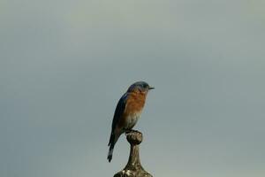 carino poco Bluebird è venuto su per visitare il di legno mangiatoia per uccelli. il suo arrugginito arancia pancia con un' bianca toppa sta su a partire dal il suo blu testa. il suo buio occhi Guarda attraverso il modo. Questo poco aviaria è in posa. foto