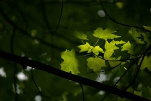 queste siamo il le foglie di il zucchero acero, quale erano sospeso nel il foresta. il luce del sole riflettendo via quasi fa loro Guarda piace essi siamo incandescente. il pieghe nel il foglia siamo in realtà vene. foto