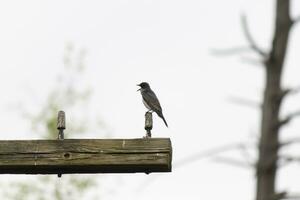 Questo orientale kingbird era arroccato su superiore di Questo inviare. essi siamo un' specie di tiranno pigliamosche. il suo becco aprire. il suo grigio piume guardare bella contro il merda gonfiarsi. Questo visto contro un' bianca cielo. foto