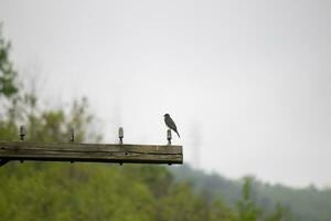 Questo orientale kingbird era arroccato su superiore di Questo inviare. essi siamo un' specie di tiranno pigliamosche. il suo grigio piume guardare bella contro il merda gonfiarsi. Questo visto contro un' bianca cielo. foto