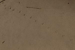 io amato queste brani di impronte nel il sabbia. queste siamo il orme quello un' uccello costiero ha preso attraverso il spiaggia. loro poco piedi fabbricazione un' sentiero nel il sabbia per mostrare il direzione essi siamo andando. foto