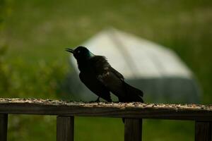 Questo spaventoso guardare grackle è venuto per il ringhiera di il ponte. lui sembra arrabbiato e ricorda voi di Halloween. il suo nero piume arruffato su. il suo minaccioso giallo occhio quello sembra per incandescenza. foto