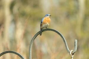 Questo bella Bluebird è venuto su per il pastori gancio per riposo. il poco aviaria sat su il metallo polo per un' morso. il suo arrugginito arancia pancia con un' bianca toppa sta su a partire dal il suo blu testa e buio occhi. foto