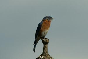 carino poco Bluebird è venuto su per visitare il di legno mangiatoia per uccelli. il suo arrugginito arancia pancia con un' bianca toppa sta su a partire dal il suo blu testa. il suo buio occhi Guarda attraverso il modo. Questo poco aviaria è in posa. foto