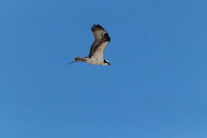 Questo bellissimo falco pescatore uccello era volante nel il chiaro blu cielo quando Questo immagine era preso. anche conosciuto come un' pesce falco, Questo raptor sembra in giro il acqua per cibo per pounce Su. foto