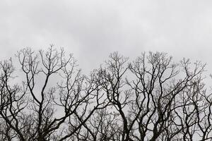 spoglio rami di un' albero raggiungendo fuori. il lungo arti siamo senza le foglie dovuto per il autunno stagione. guardare piace tentacoli o un' scheletrico struttura. il grigio cielo può essere visto nel il indietro con bianca nuvole. foto