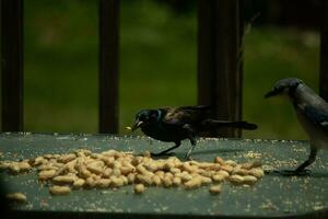 Questo blu ghiandaia uccello è venuto per visitare il la zona per ottenere un' arachidi. il nero grackle sembra per In piedi guardia. il suo bellissimo piume splendente nel il luce del sole. queste uccelli siamo in piedi in giro un' mucchio di noccioline. foto