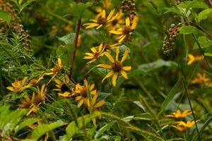 Questo bellissimo Fiore di campo campo ha autunno colori tutti intorno a. il giallo petali di il falso girasole siamo abbastanza lungo. il verde frutti di bosco di il pokeweed appendere a partire dal il rosso stelo di il verde pianta. foto