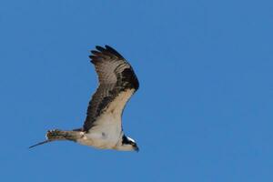 Questo bellissimo falco pescatore uccello era volante nel il chiaro blu cielo quando Questo immagine era preso. anche conosciuto come un' pesce falco, Questo raptor sembra in giro il acqua per cibo per pounce Su. foto