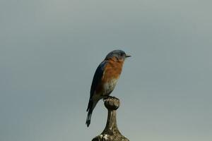 carino poco Bluebird è venuto su per visitare il di legno mangiatoia per uccelli. il suo arrugginito arancia pancia con un' bianca toppa sta su a partire dal il suo blu testa. il suo buio occhi Guarda attraverso il modo. Questo poco aviaria è in posa. foto