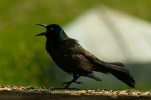 Questo spaventoso guardare grackle è venuto per il ringhiera di il ponte. lui sembra arrabbiato e ricorda voi di Halloween. il suo nero piume arruffato su. il suo minaccioso giallo occhio quello sembra per incandescenza. il suo becco aprire. foto