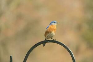 Questo bellissimo Bluebird è venuto su per il pastori gancio per riposo. il poco aviaria sat su il metallo polo per un' morso. il suo arrugginito arancia pancia con un' bianca toppa sta su a partire dal il suo blu testa e buio occhi. foto