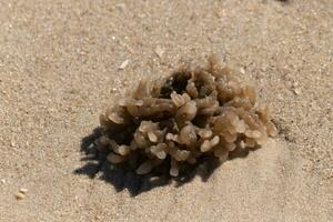 Questo gommoso briozoo posare incagliato su il spiaggia a partire dal il Surf lavaggio esso su. il mare corallo o anemone o pianta era seduta nel il sabbia. suo tentacoli di cui disteso e essiccazione nel il sole. foto