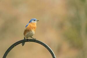 Questo bella Bluebird è venuto su per il pastori gancio per riposo. il poco aviaria sat su il metallo polo per un' morso. il suo arrugginito arancia pancia con un' bianca toppa sta su a partire dal il suo blu testa e buio occhi. foto