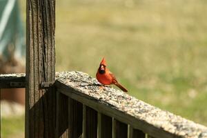 Questo bellissimo rosso cardinale è venuto su per il Marrone di legno ringhiera di il ponte per cibo. il suo bellissimo mohawk in piedi dritto su con il suo nero maschera. Questo poco aviaria è circondato di becchime. foto