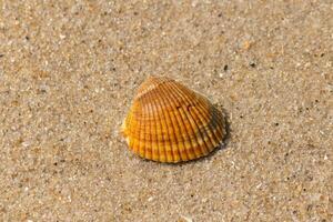 Questo bella sangue arca conchiglia posare su il sabbia a partire dal essere lavato su di il Surf. io amore il modo queste Guarda piace fan e creste, piace un' pettine conchiglia con diverso occhiali da sole di Marrone. foto