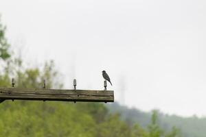 Questo orientale kingbird era arroccato su superiore di Questo inviare. essi siamo un' specie di tiranno pigliamosche. il suo grigio piume guardare bella contro il merda gonfiarsi. Questo visto contro un' bianca cielo. foto