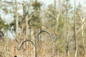 Questo bella Bluebird è venuto su per il pastori gancio per riposo. il poco aviaria sat su il metallo polo per un' morso. il suo arrugginito arancia pancia con un' bianca toppa sta su a partire dal il suo blu testa e buio occhi. foto