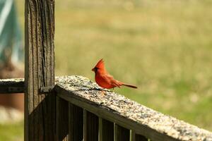 Questo bellissimo rosso cardinale è venuto su per il Marrone di legno ringhiera di il ponte per cibo. il suo bellissimo mohawk in piedi dritto su con il suo nero maschera. Questo poco aviaria è circondato di becchime. foto