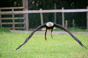 un' Visualizza di un americano Calvo aquila foto