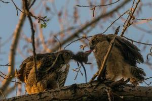 mamma gufo che dà da mangiare alla sua civetta foto