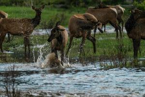 alce che sguazza nel fiume foto