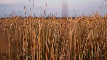 campo di avena davanti a un cielo blu. la stagione del raccolto foto