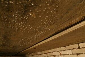 condensato acqua gocce su il seminterrato soffitto - avvicinamento con selettivo messa a fuoco foto
