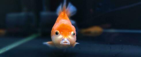 d'acqua dolce acquario pesce, pesce rosso a partire dal Asia nel acquario, Carassius auratus foto