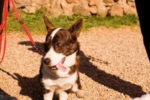 corgi marrone al guinzaglio sulla sabbia. camminare in una giornata di sole. animale domestico felice foto