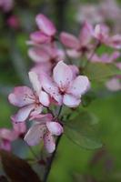 ramo di ciliegio in fiore rosa foto