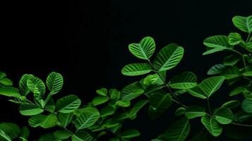 un' pianta con verde le foglie e un' nero sfondo foto