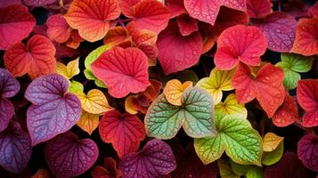 autunno pianta viene visualizzato fresco Multi colorato le foglie all'aperto foto
