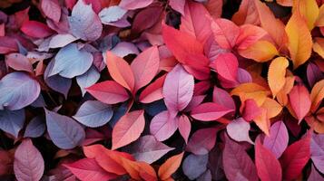 autunno pianta viene visualizzato fresco Multi colorato le foglie all'aperto foto