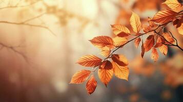 autunno stagione foglie pianta scena foto