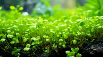 freschezza e crescita nel agricoltura natura verde colore foto