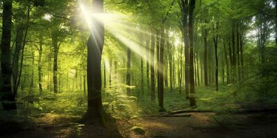 bellissimo raggi di luce del sole nel un' verde foresta. generativo ai foto