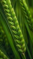 verde orzo spuntone avvicinamento, verde Grano, pieno grano, vicino su di un orecchio di acerbo Grano, ai generativo foto