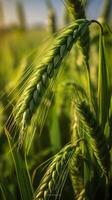 verde orzo spuntone avvicinamento, verde Grano, pieno grano, vicino su di un orecchio di acerbo Grano, ai generativo foto