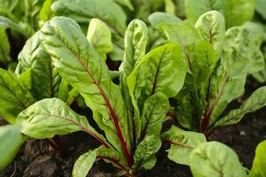 bietola in crescita nel un urbano giardino. giardino barbabietola e insalata le foglie vicino su. generativo ai foto