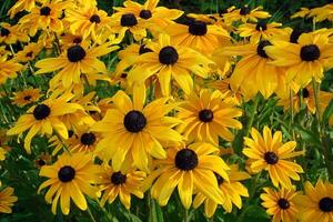 giallo fiori rudbeckia illuminato di il sole, vicino su sparo. giardino nel estate. foto