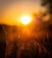 tramonto al di sopra di il prato foto