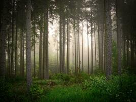 mattina nebbia nel il foresta foto