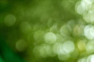 sfocatura astratta con bokeh di luce attraverso gli alberi verdi foto