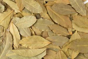 foglie di alloro essiccate isolate su sfondo bianco foto