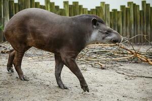 ritratto di Sud americano tapiro, tapirus terrestris foto