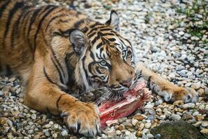 tigre Sumatra mangiare il suo il pranzo, panthera tigris sumatra foto