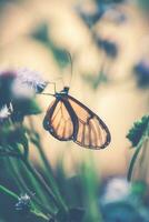 alato di vetro farfalla su il fiore foto